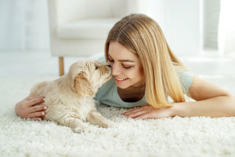 teppichreiniger katzentoilette hunde zubehör welpen polsterreiniger geruchsentferner sofa reiniger
