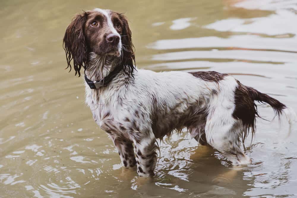 Hund bei Hochwasser im Wasser