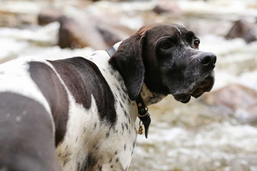 Ängstlicher Hund bei Hochwasser im Überschwemmungsgebiet