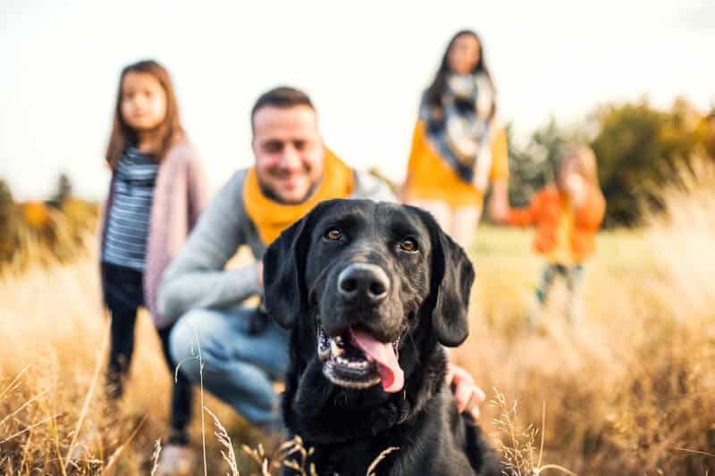 Hunde sind Teil der Familie