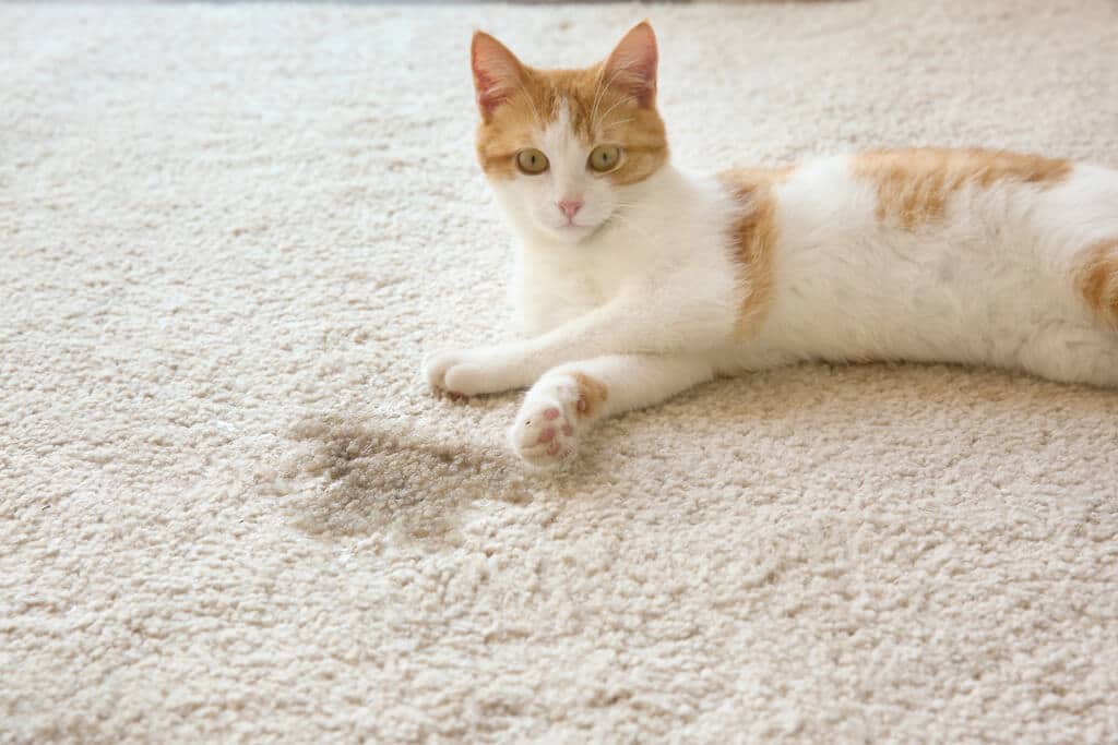 Katzenurin aus Teppich entfernen