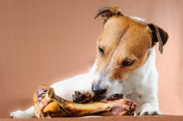 Hund frisst rohen Knochen