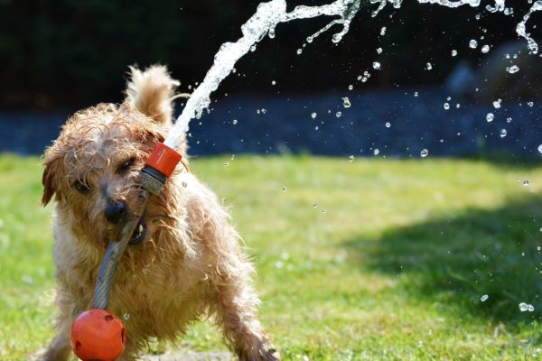 Natürliche Fellpflege Für Hunde Pawlies