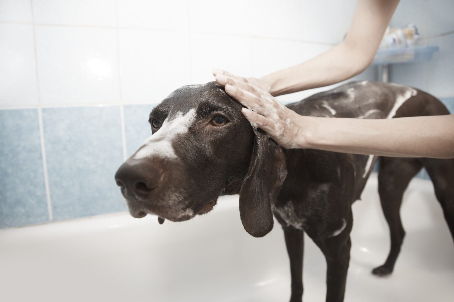 Wie Oft Darf Ich Meinen Hund Waschen? Pawlies