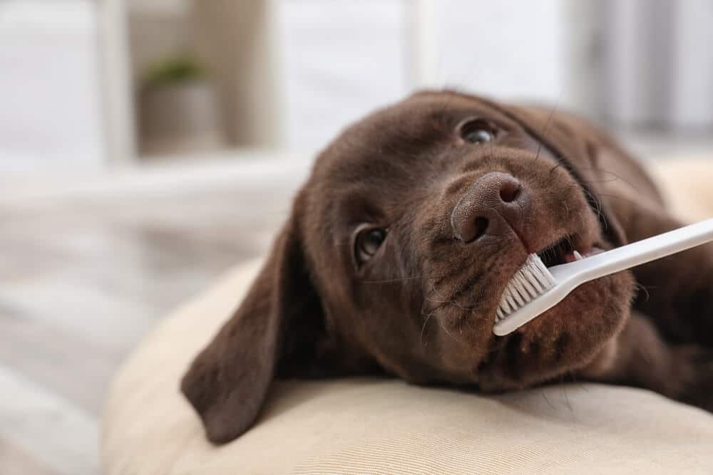 Labrador mit einer Zahnbürste