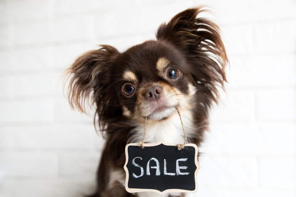 Ein kleiner Hund mit einem "Sale"-Schild um den Hals, passend für Black Friday Hundeangebote.