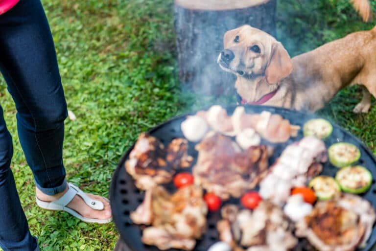 Darf mein Hund Knochen fressen? – Pawlie´s