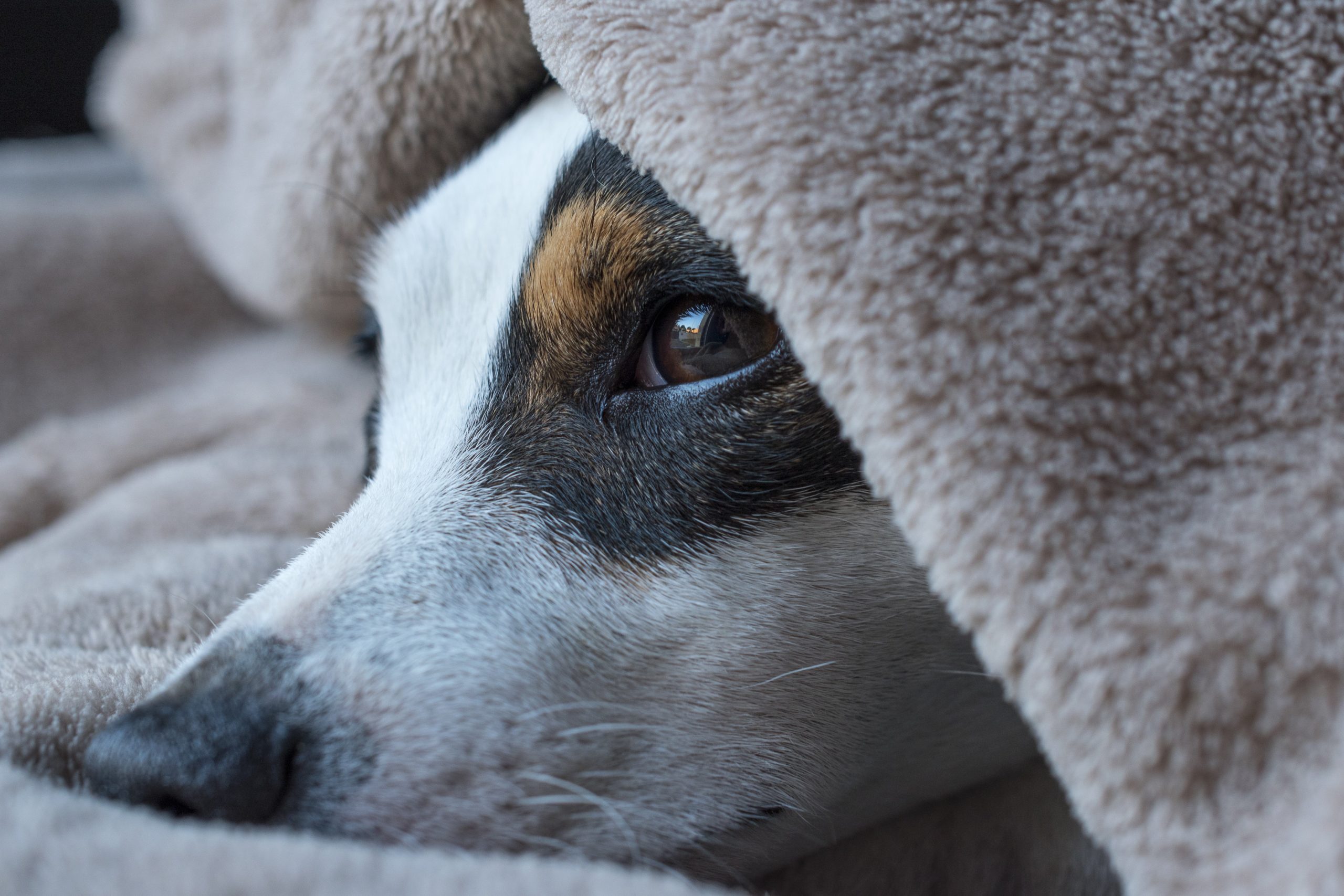 6 Gründe Für Ständiges Kratzen Bei Hunden Pawlies