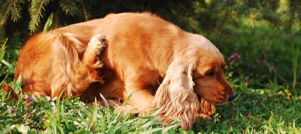 Hund kratzt sich und leckt Pfoten