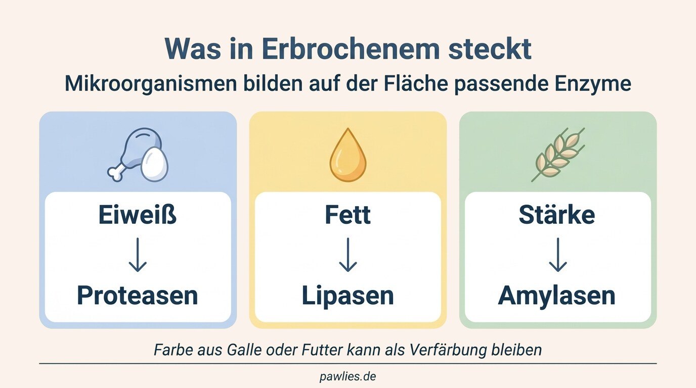 Infografik Was in Erbrochenem steckt: Eiweiß zu Proteasen, Fett zu Lipasen, Stärke zu Amylasen, Farbe aus Galle kann bleiben