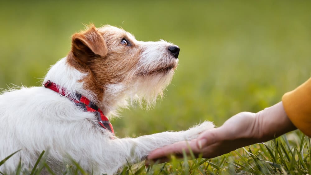 Ein kleiner Hund gibt einem Menschen die Pfote.