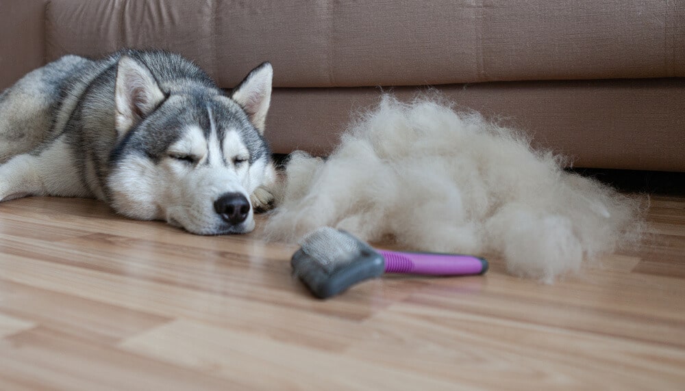 Ein Husky liegt entspannt neben einem großen Haufen ausgekämmter Haare und einer Bürste nach der Fellpflege.