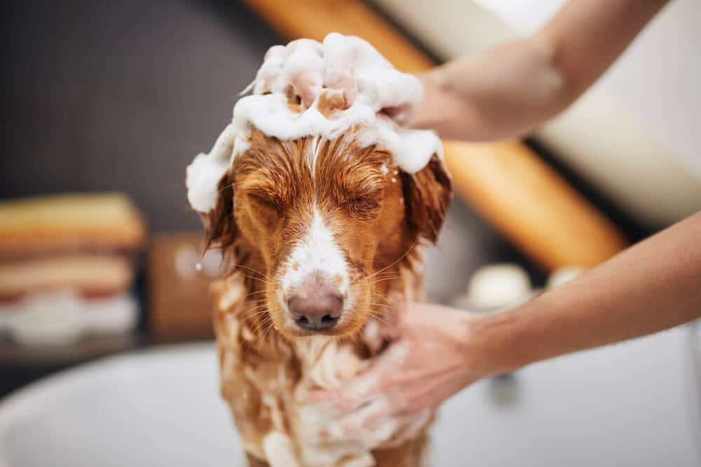 Ein Hund genießt ein entspannendes Bad während der Fellpflege, eingeseift mit Schaum.