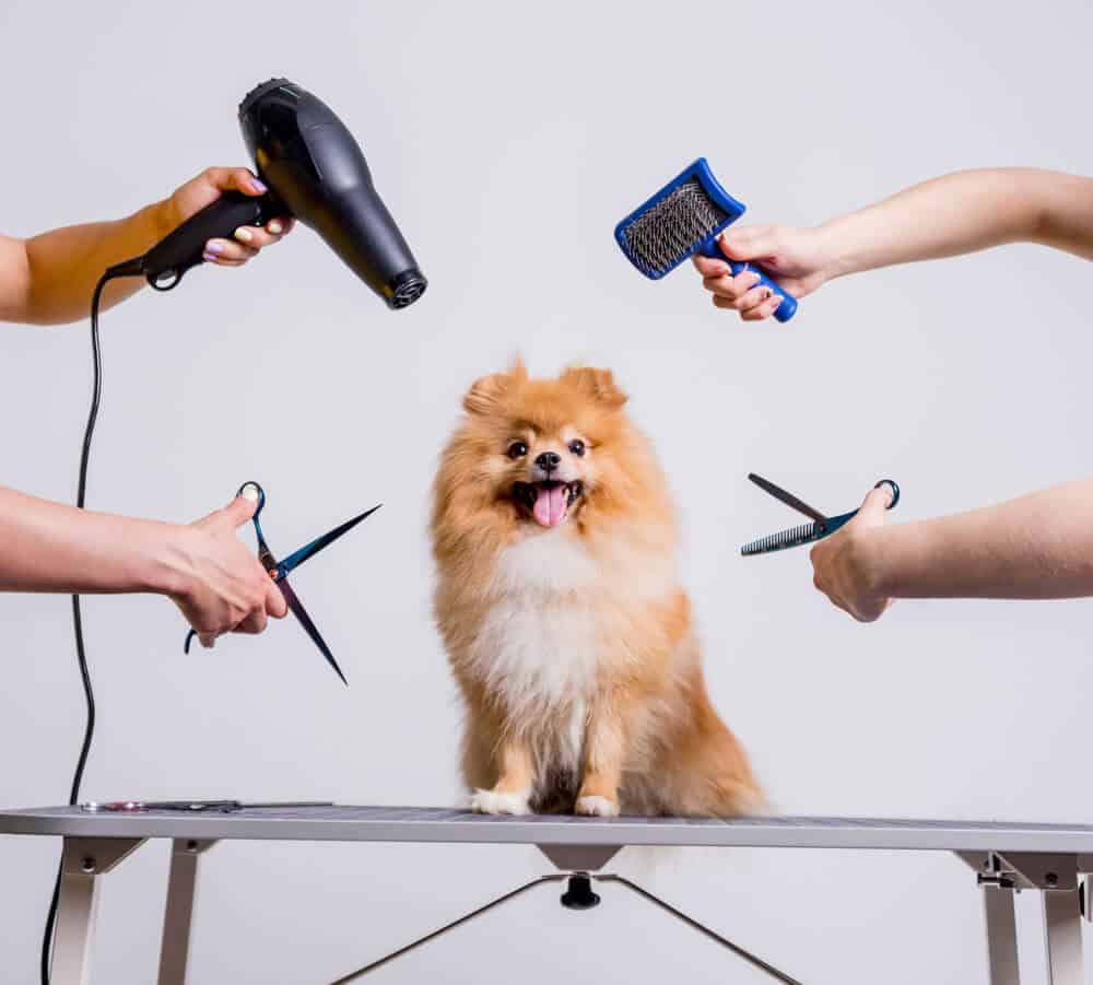 Ein kleiner Hund bei der Fellpflege im Hundesalon, umgeben von Scheren, Bürste und Föhn.