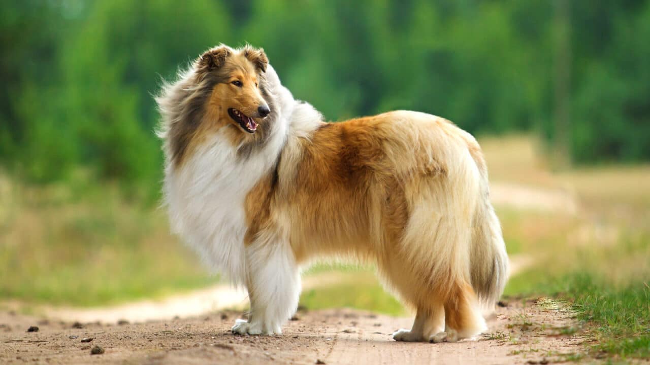 Langhaariger Collie mit dichter Unterwolle steht auf einem Feldweg, typischer Hund mit ausgeprägtem Fellwechsel