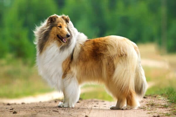 Langhaariger Collie mit dichter Unterwolle steht auf einem Feldweg, typischer Hund mit ausgeprägtem Fellwechsel