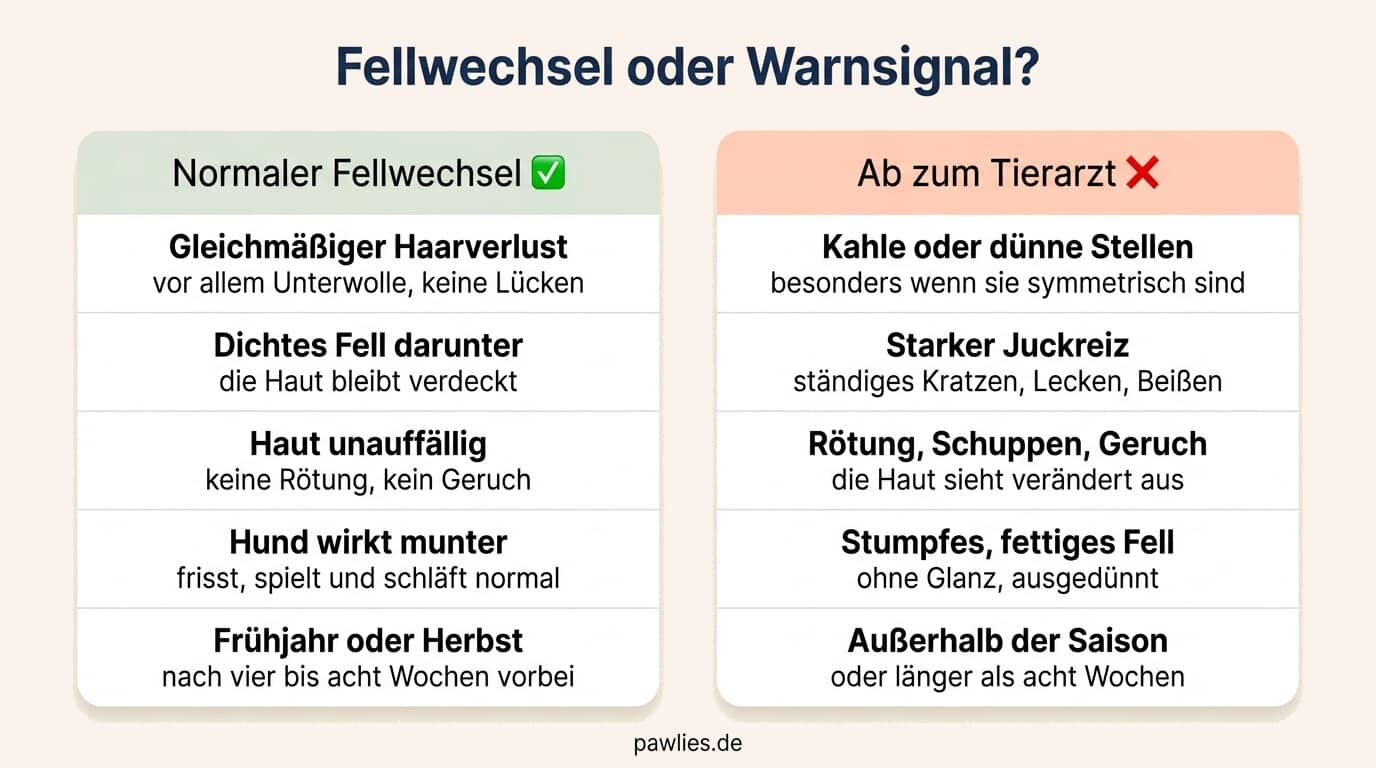 Infografik Fellwechsel oder Warnsignal: normal sind gleichmäßiger Haarverlust, dichtes Fell, unauffällige Haut, munterer Hund, Frühjahr oder Herbst. Zum Tierarzt bei kahlen Stellen, starkem Juckreiz, Rötung, Schuppen, Geruch, stumpfem Fell, Haarausfall außerhalb der Saison oder länger als acht Wochen