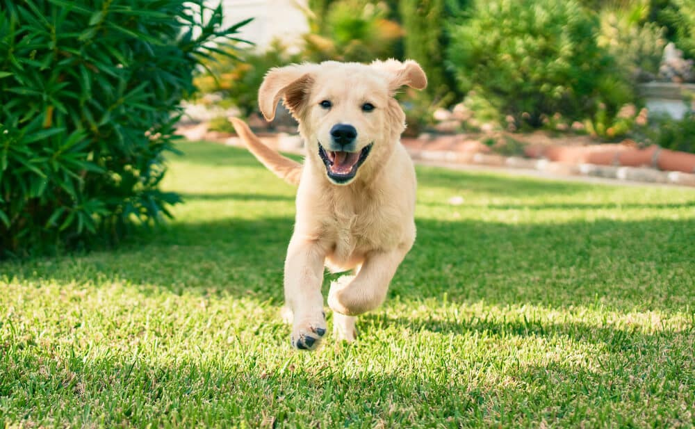 Ein junger Golden Retriever läuft in einem hundefreundlichen Garten über eine grüne Wiese.