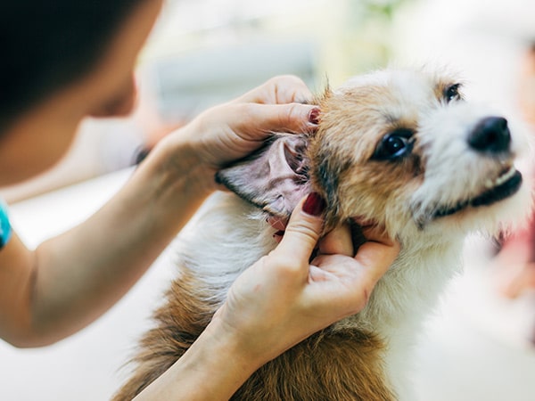 gesunde Hundeohren