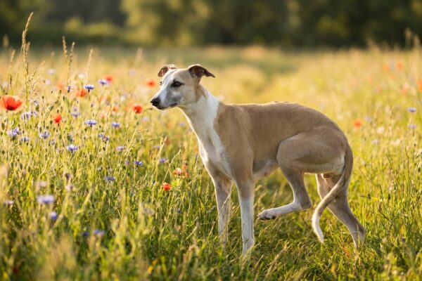 Whippet steht auf einer Wiese mit hohem Gras und Wildblumen - typischer Lebensraum für Grasmilben beim Hund