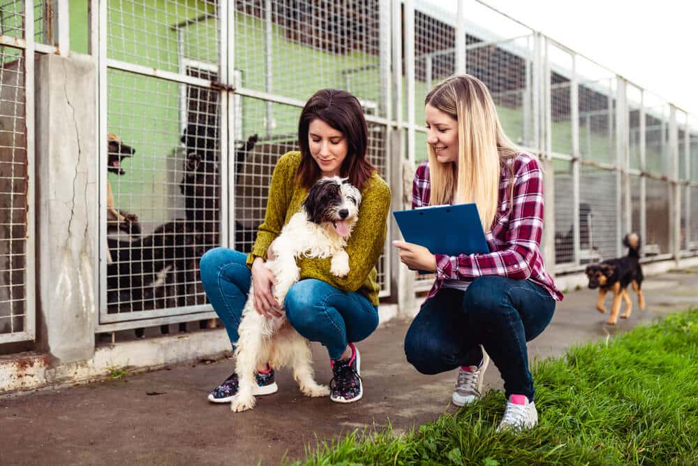 Zwei Frauen im Tierheim bei der Auswahl eines Hundes zur Adoption.