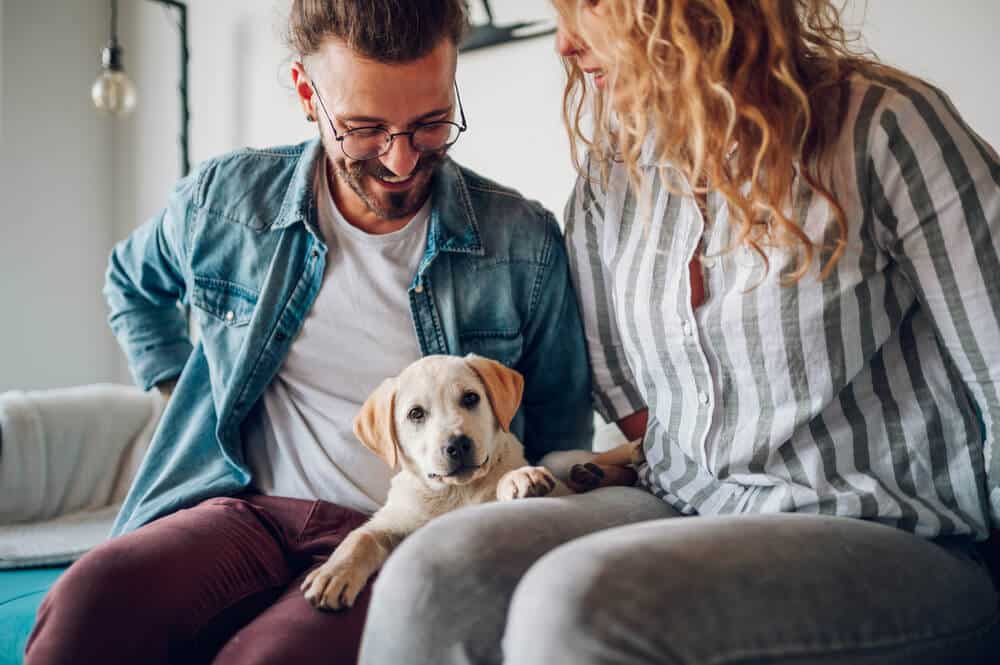 Ein Paar adoptiert einen Hund aus dem Tierheim und begrüßt ihn liebevoll in ihrem Zuhause.