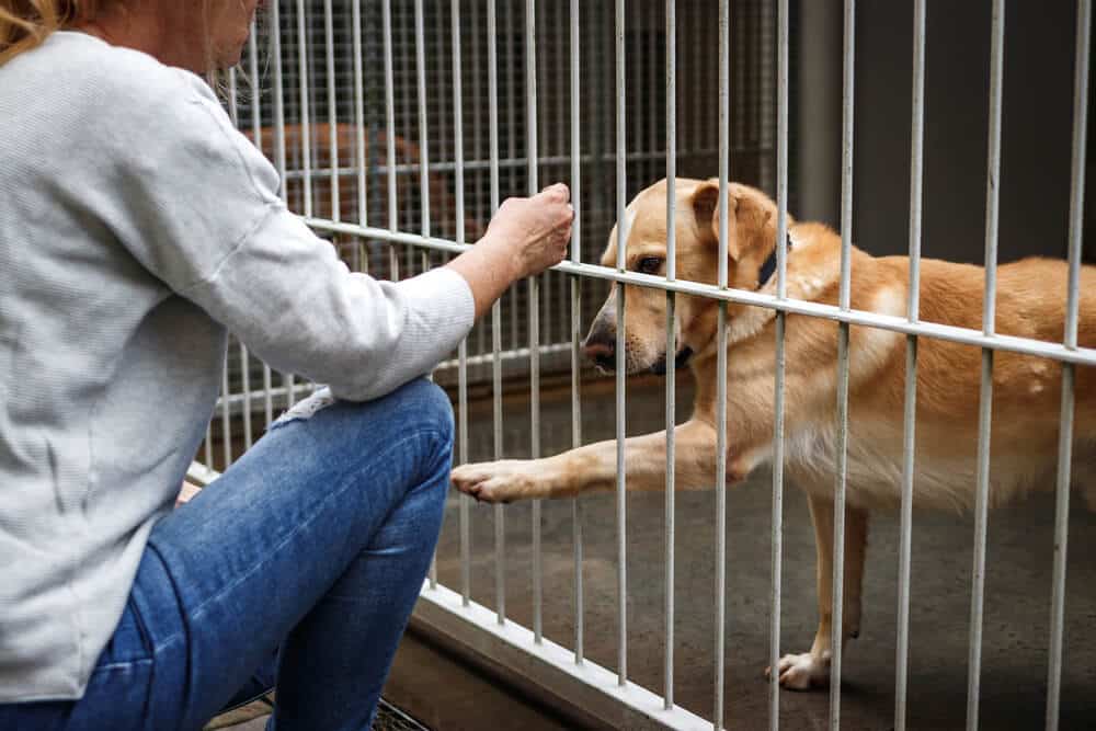 Eine Frau im Tierheim lernt einen Hund kennen und baut Vertrauen zu ihm auf.