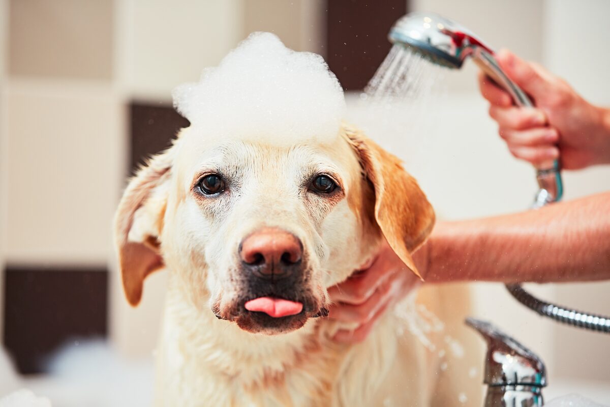 Labrador wird in der Dusche mit lauwarmem Wasser und mildem Shampoo gebadet, ein Bad löst im Fellwechsel viel lose Unterwolle
