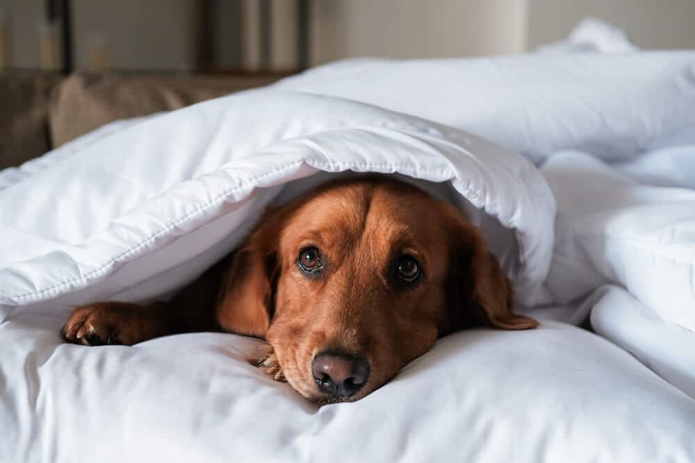 Ein Hund liegt unter einer Decke und ruht sich aus, Symbol für ein gesundes Immunsystem bei Hunden.