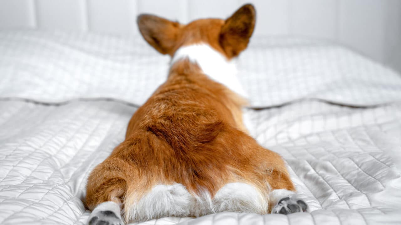 Corgi liegt von hinten fotografiert ausgestreckt auf einer hellen Bettdecke im Schlafzimmer