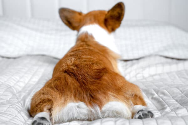 Corgi liegt von hinten fotografiert ausgestreckt auf einer hellen Bettdecke im Schlafzimmer