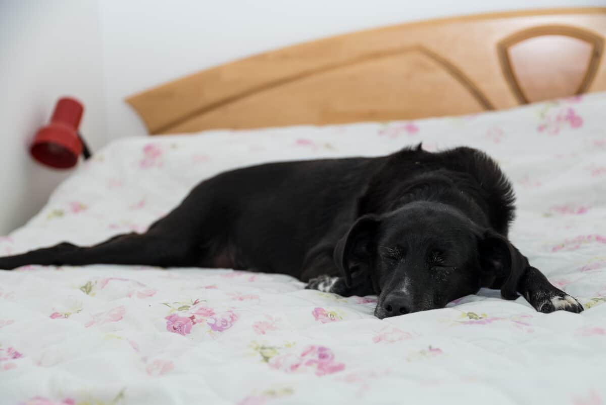 Schwarzer Hund schläft auf einem Bett mit geblümter Bettwäsche, die in die wöchentliche Waschroutine gehört
