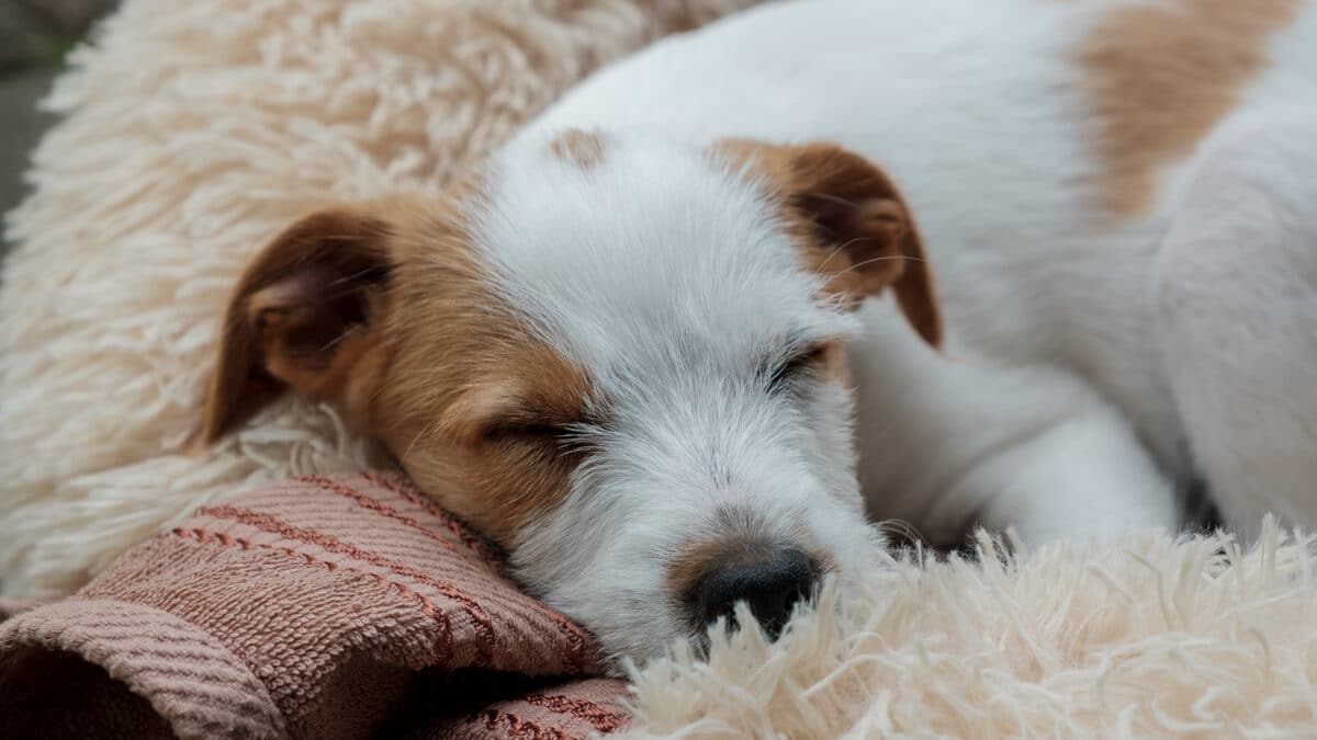 Jack Russell Terrier schläft eingerollt auf einer flauschigen Decke, Urinverlust passiert oft unbemerkt im Schlaf