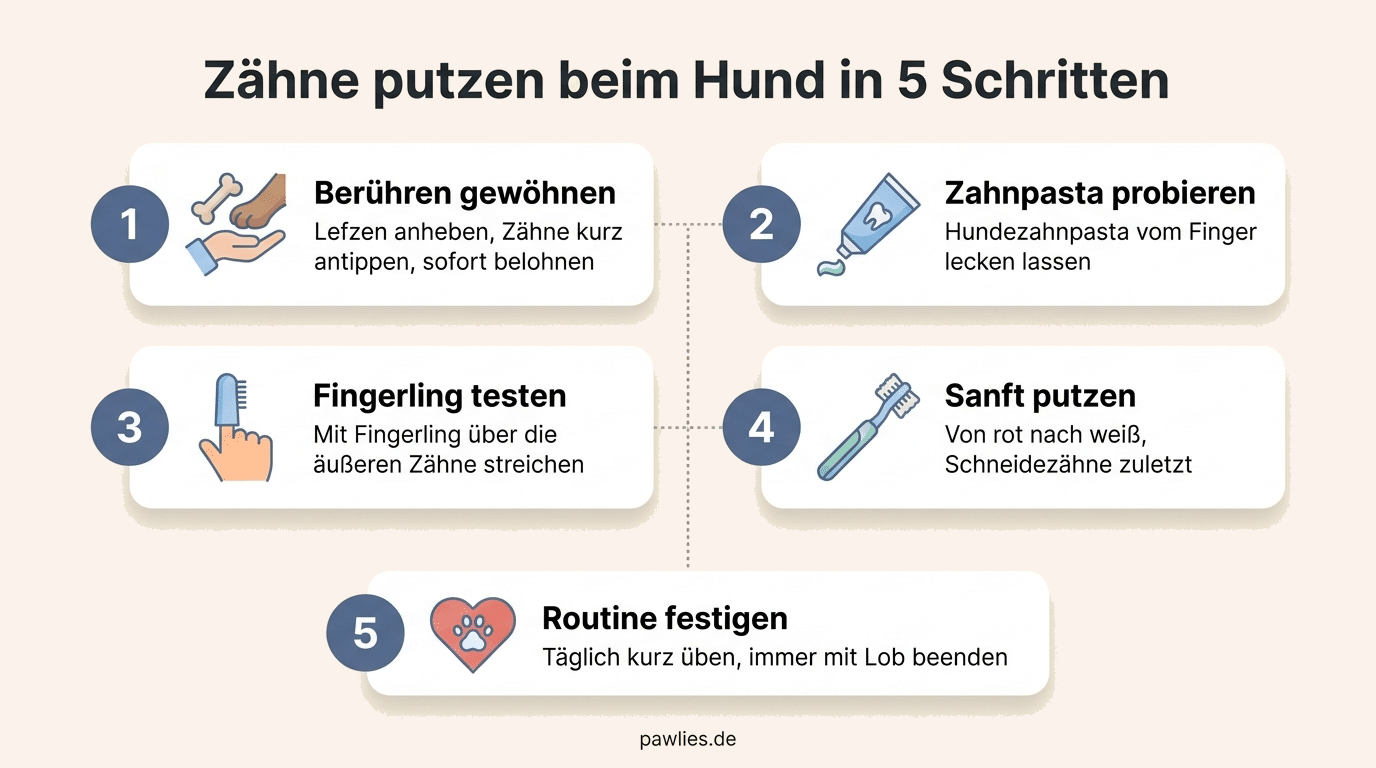 Infografik Zaehne putzen beim Hund in 5 Schritten: Beruehren gewoehnen, Zahnpasta probieren, Fingerling testen, sanft putzen von rot nach weiss, Routine festigen