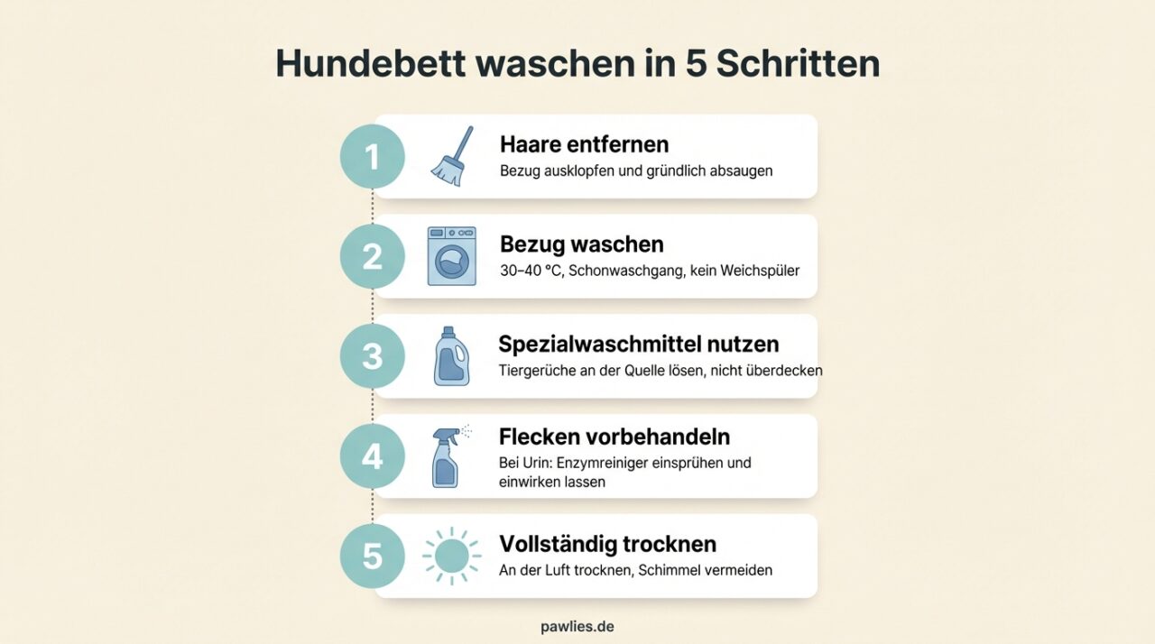 Infografik: Hundebett waschen in 5 Schritten. 1 Haare entfernen, 2 Bezug waschen bei 30 bis 40 Grad, 3 Spezialwaschmittel nutzen, 4 Flecken vorbehandeln mit Enzymreiniger, 5 Vollständig trocknen