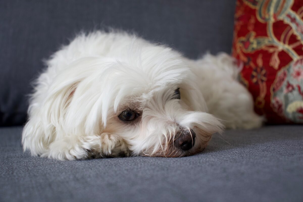 Kleiner weißer Hund liegt auf seinem Lieblingsplatz auf dem grauen Stoffsofa, typische Stelle für Hundegeruch im Polster