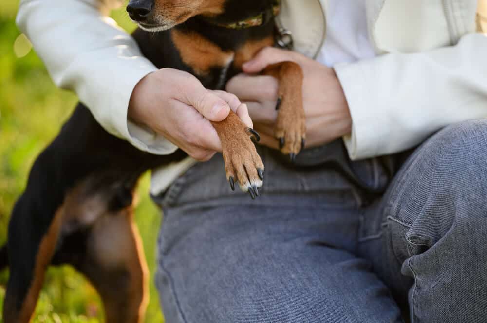 Ein Hund wird sanft von einer Person gehalten, um die Krallen in einer entspannten Position zu schneiden, im Garten bei Tageslicht.