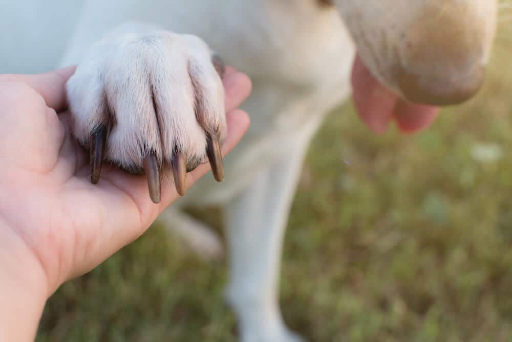 Ein Hund, dessen Krallen überprüft oder geschnitten werden, eine Nahaufnahme, die das richtige Schneiden der Hundekrallen veranschaulicht.