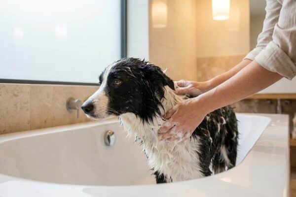 Hund in der Badewanne wird beim Hundeshampoo Test eingeschäumt