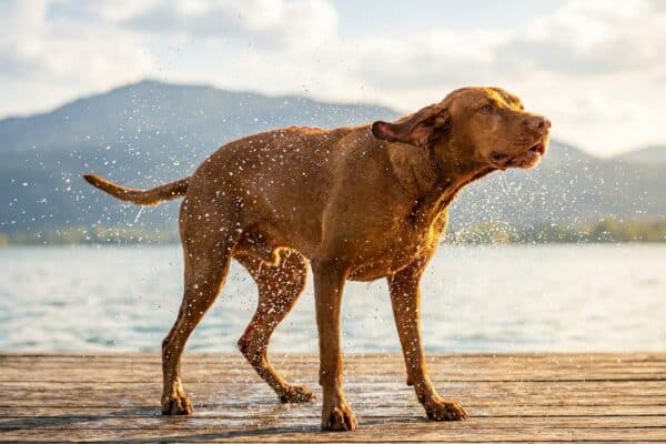 Nasser Hund stinkt nach dem Bad in der Badesaison