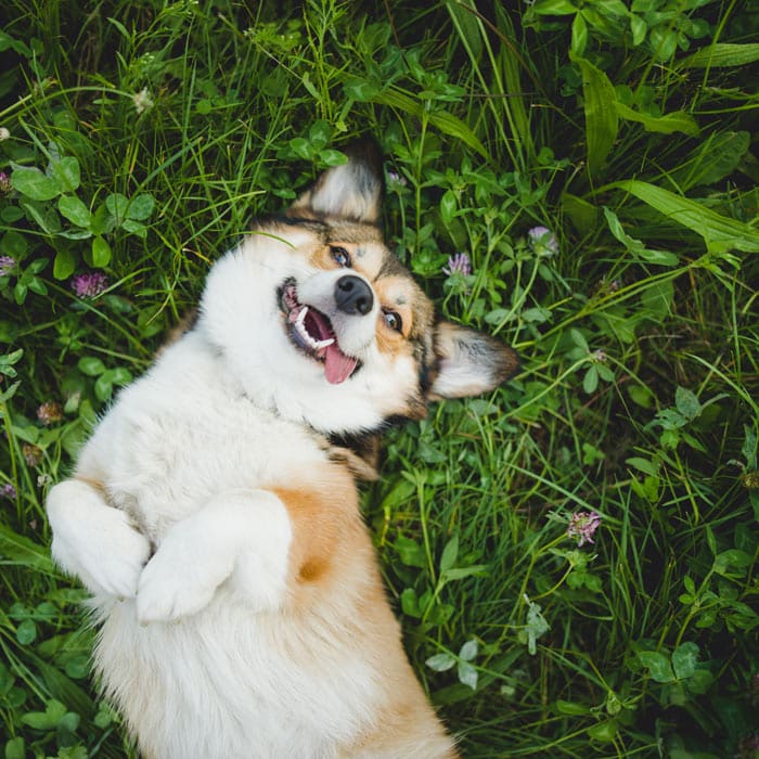 Hund auf Wiese - natürlich