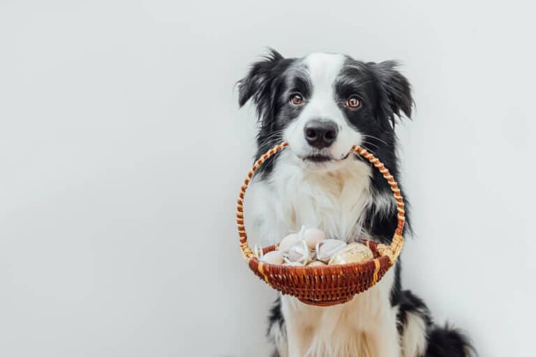 Ostern mit Hund: Mit diesen Tipps werden die Feiertage hundefreundlich ...