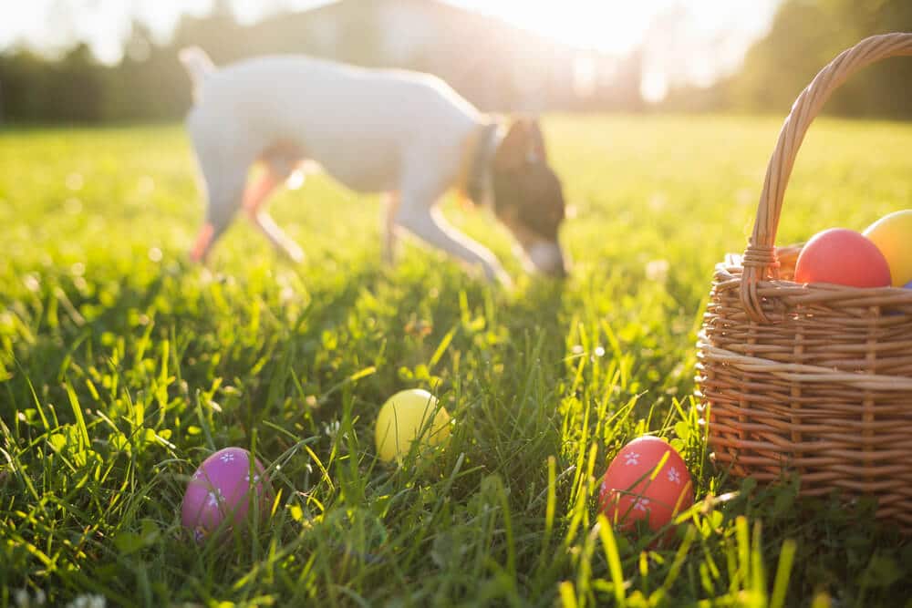 Ein fröhlicher Hund neben einem Korb mit bunten Ostereiern auf einer sonnigen Wiese, perfekt für das Osterfest