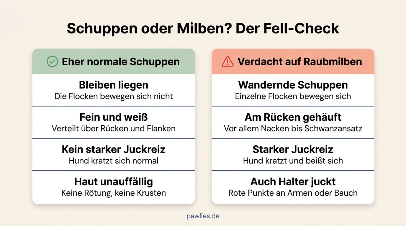 Vergleich: normale Schuppen bleiben liegen, wandernde Schuppen bei Raubmilben bewegen sich, häufen sich am Rücken und jucken stark