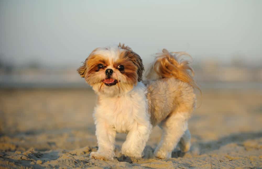 Shih Tzu Hund am Strand 