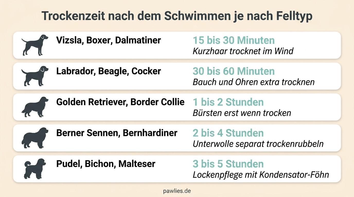 Trockenzeit-Tabelle nach dem Schwimmen je Felltyp: Vizsla Boxer Dalmatiner 15 bis 30 Minuten, Labrador Beagle Cocker 30 bis 60 Minuten, Golden Retriever Border Collie 1 bis 2 Stunden, Berner Sennen Bernhardiner 2 bis 4 Stunden, Pudel Bichon Malteser 3 bis 5 Stunden