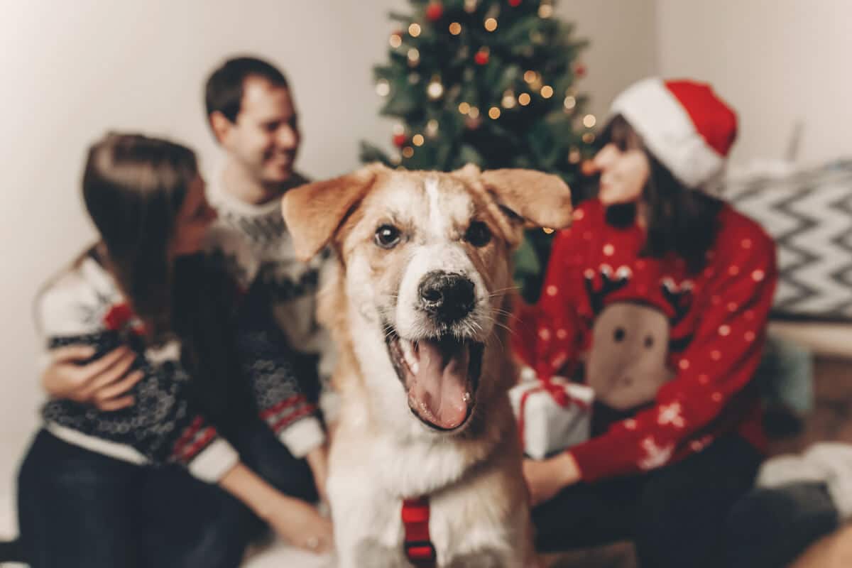 Weihnachten mit Hund