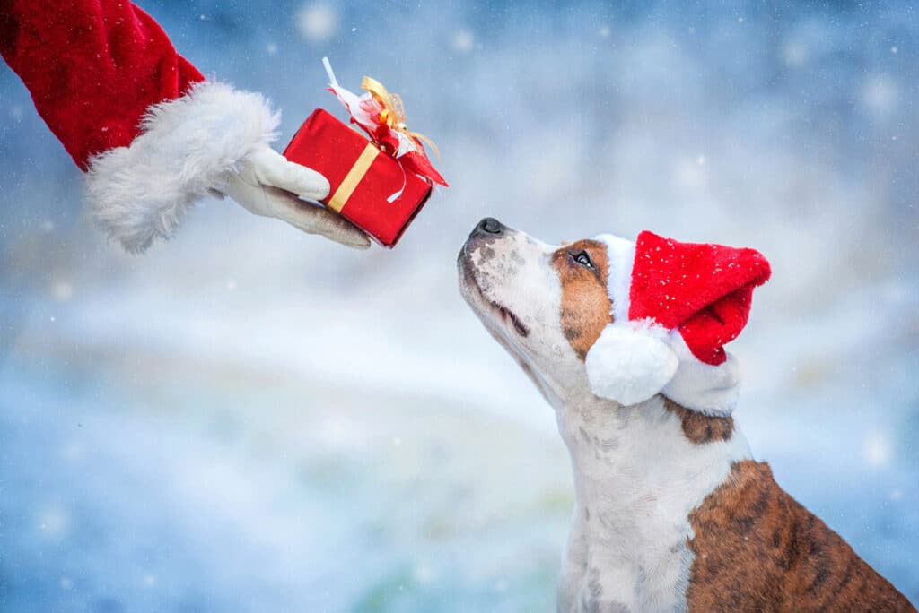 Weihnachtsgeschenke für Hunde