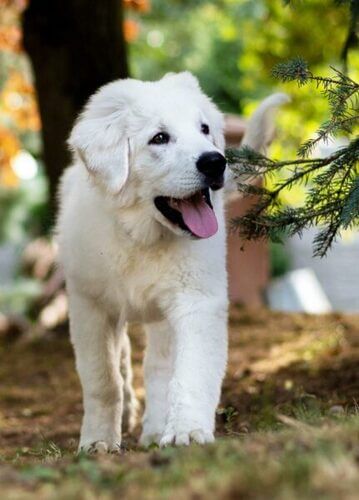 Hunde Shampoo Fellpflege Weiß Malteser Hund Zubehör