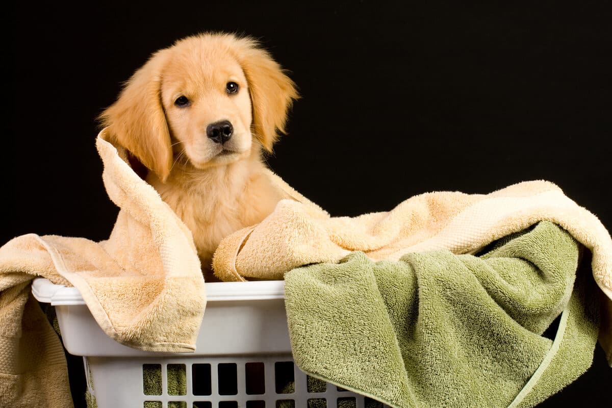 Golden Retriever Welpe sitzt in einem Wäschekorb zwischen Handtüchern, Bettwäsche und Decken gehören nach einem Unfall in die Maschine